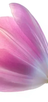 Close-up of a delicate pink tulip against a white background.