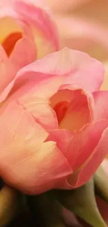 Close-up of delicate pink tulips with soft petals.