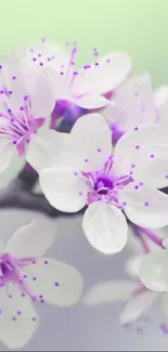 Close-up of delicate white and purple blossoms on a soft green background.