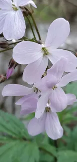 Delicate purple flowers with green leaves.