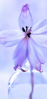 Lavender flower in vase on blue background.