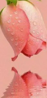 Delicate pink rose with droplets and reflection on mobile wallpaper.