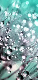 Turquoise dandelion with droplets wallpaper.