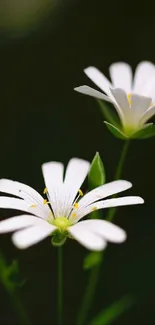 Delicate white flowers with green stems.