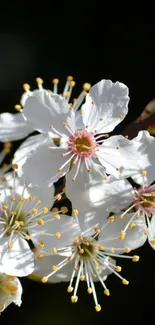 White blossoms with yellow stamens on a dark background.