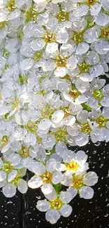 Close-up of delicate white blossoms against a dark background for mobile wallpaper.