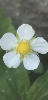 White flower with green leaves on stone background.