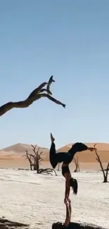 Acrobats performing in a desert under a blue sky with dead trees and sand dunes.