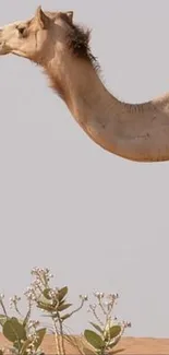 Camel in desert landscape with sand dunes.