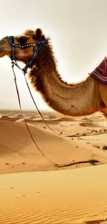 Serene camel in a tranquil desert landscape with sand dunes in the background.