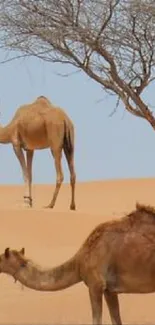 Two camels in a sandy desert with a tree.