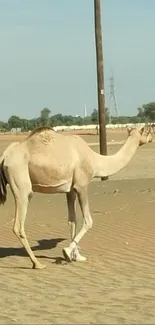 Camel strolling through serene desert landscape.