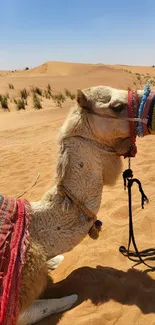 Camel in the desert with colorful nose cover and sandy backdrop.