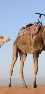 Camels in a tranquil desert setting with sand dunes and clear sky.