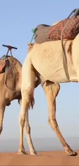 Two camels standing in a sandy desert against a clear blue sky.