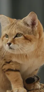 Desert cat perched on rocks with a serene background.