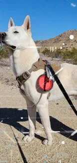 Majestic dog standing proudly in a desert landscape with a clear blue sky.