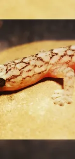 Close-up of a desert gecko on sandy terrain.