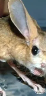 Close-up of a desert jerboa with long ears and sandy fur in natural setting.