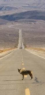 Coyote standing on an endless desert road under clear skies.