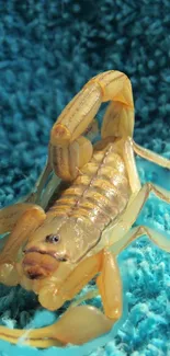 Golden desert scorpion on turquoise textured background wallpaper.