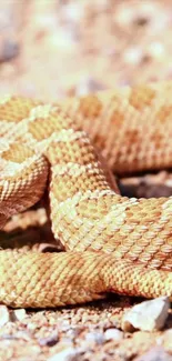 Coiled desert snake on sandy terrain wallpaper.