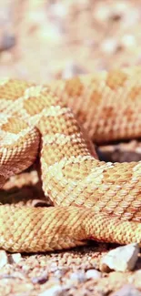 A close-up view of a tan snake on rocky desert terrain.