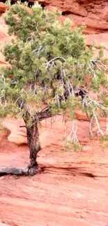 Lone tree in desert landscape with red rocks.