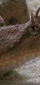 Close-up of desert viper with detailed scales and eyes.