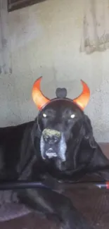 Black dog with devil horns and a dark background.