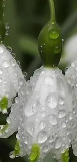 Close-up of white flowers with dew drops on green background.