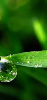 Close-up of a dew drop on a vibrant green leaf.