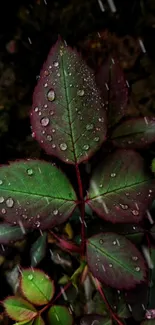 Dark green leaves with dew drops in a nature setting background.