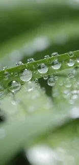 Close-up of dewdrops on vibrant green leaves, perfect for a calming mobile wallpaper.