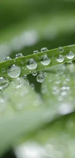 Close-up of dewdrops on green leaves, capturing natural beauty and freshness.