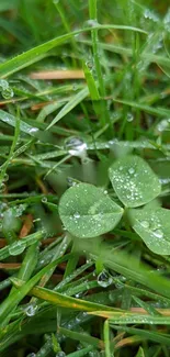 Close-up of dewy clover and grass on mobile wallpaper.