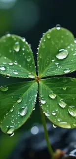 Close-up of a dew-covered four-leaf clover.