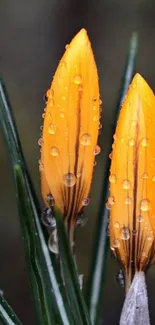 Two dew-kissed yellow crocus buds in focus.