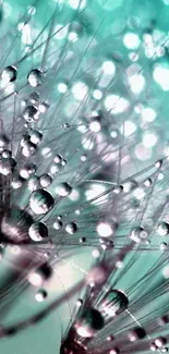 Dandelion seeds with dew, aqua background.