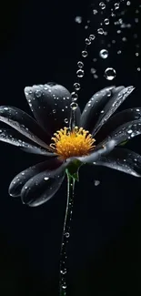 Dark flower with dew on petals and black background for mobile wallpaper.