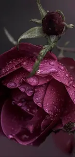 Burgundy rose with dewdrops on petals, highlighting rich textures and a moody aesthetic.