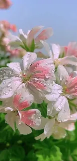 Dew-kissed pink and white flowers with green leaves and clear sky.