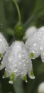 Close-up of dew-covered white flowers on green stems.