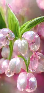 Closeup of pink flowers with dew drops and green leaves.