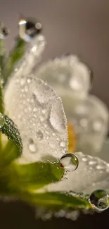 Close-up of a dew-covered white flower with green leaves.