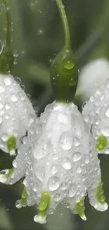 White flowers with dewdrops on a green background, ideal for mobile wallpaper.