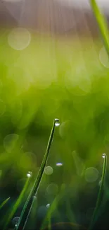 Close-up of green grass with dewdrops and a bokeh effect in the background.