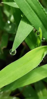 Close-up of green grass with morning dew drops on a leaf.