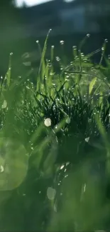 Close-up of dew drops on lush green grass in sunlight.