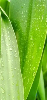 Green leaves with dew drops, serene wallpaper.